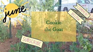 Cookie The Goat