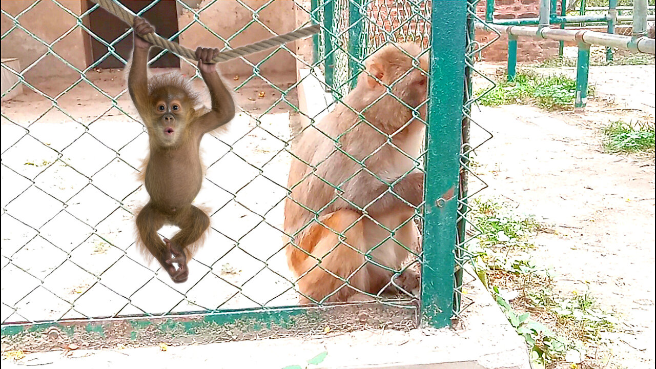 Naughty Monkey Eating Grass