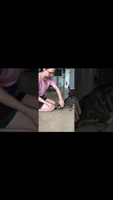 Harness training Jericho #jesscaticles #shorts