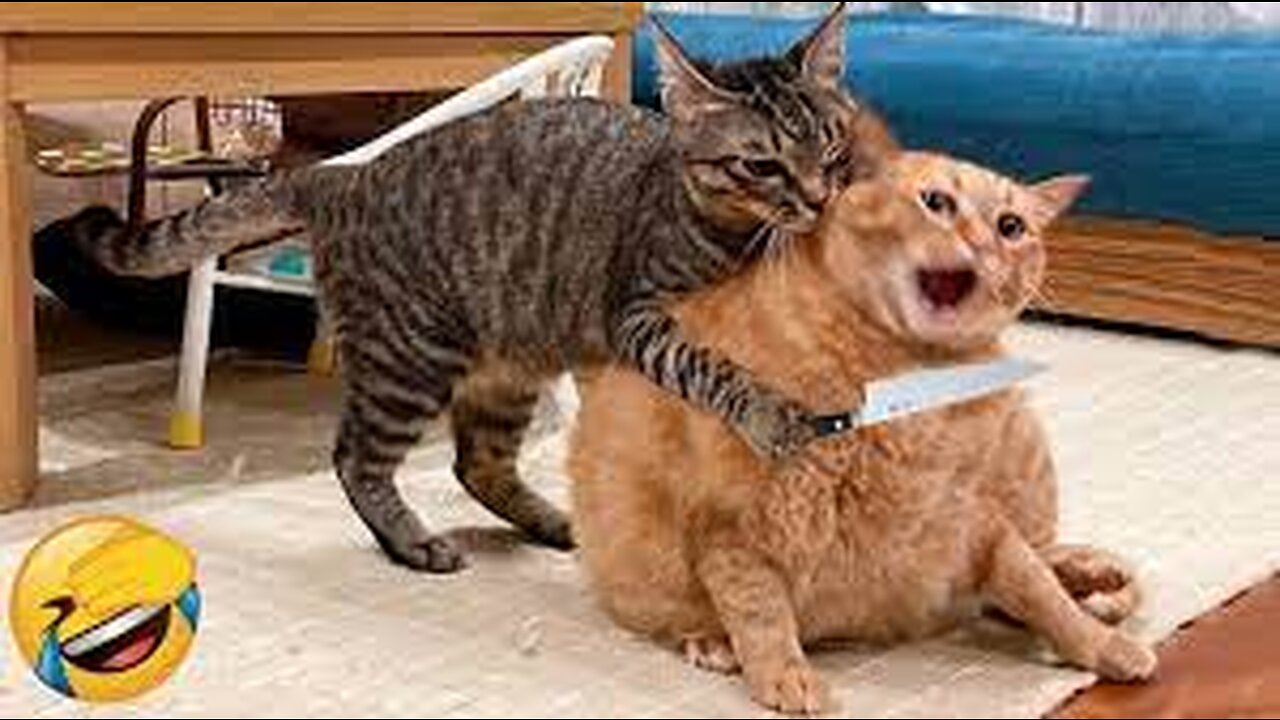 Funniest cats🐱In The World😂 Funny and Fails Pets Video #shorts #54 #cats #funny #animals