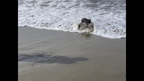 Little Frenchie saves toy from the waves