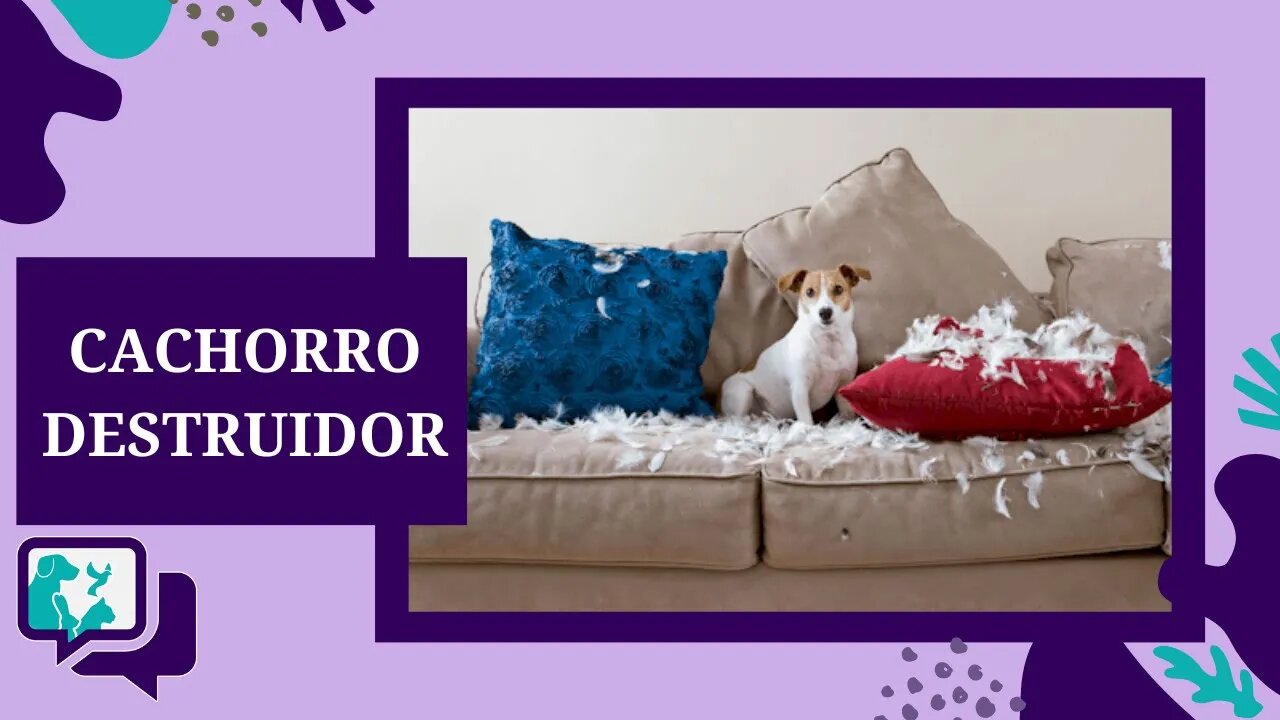 CACHORRO DESTRUIDOR - COMO EVITAR QUE O CACHORRO DESTRUA COISAS