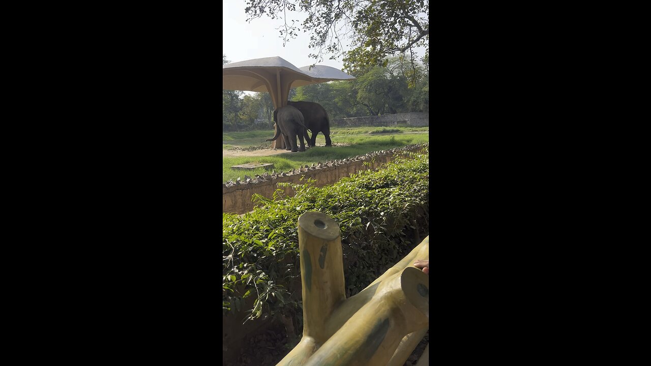 Elephant 🐘