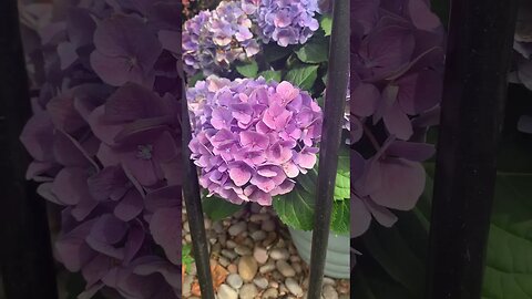 Gorgeous London flowers-Purple is trendy