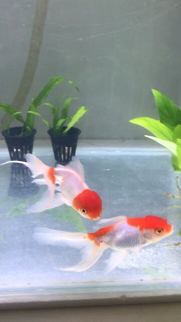 My Goldfish and my plants