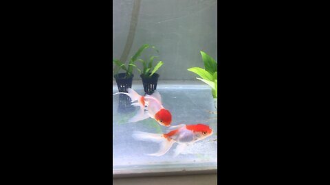 My Goldfish and my plants