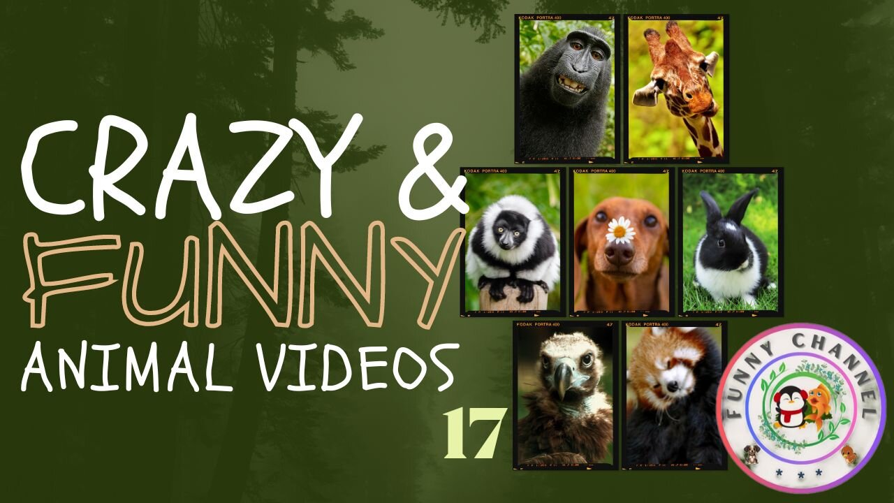 Funny Animals 17 | Funny Channel