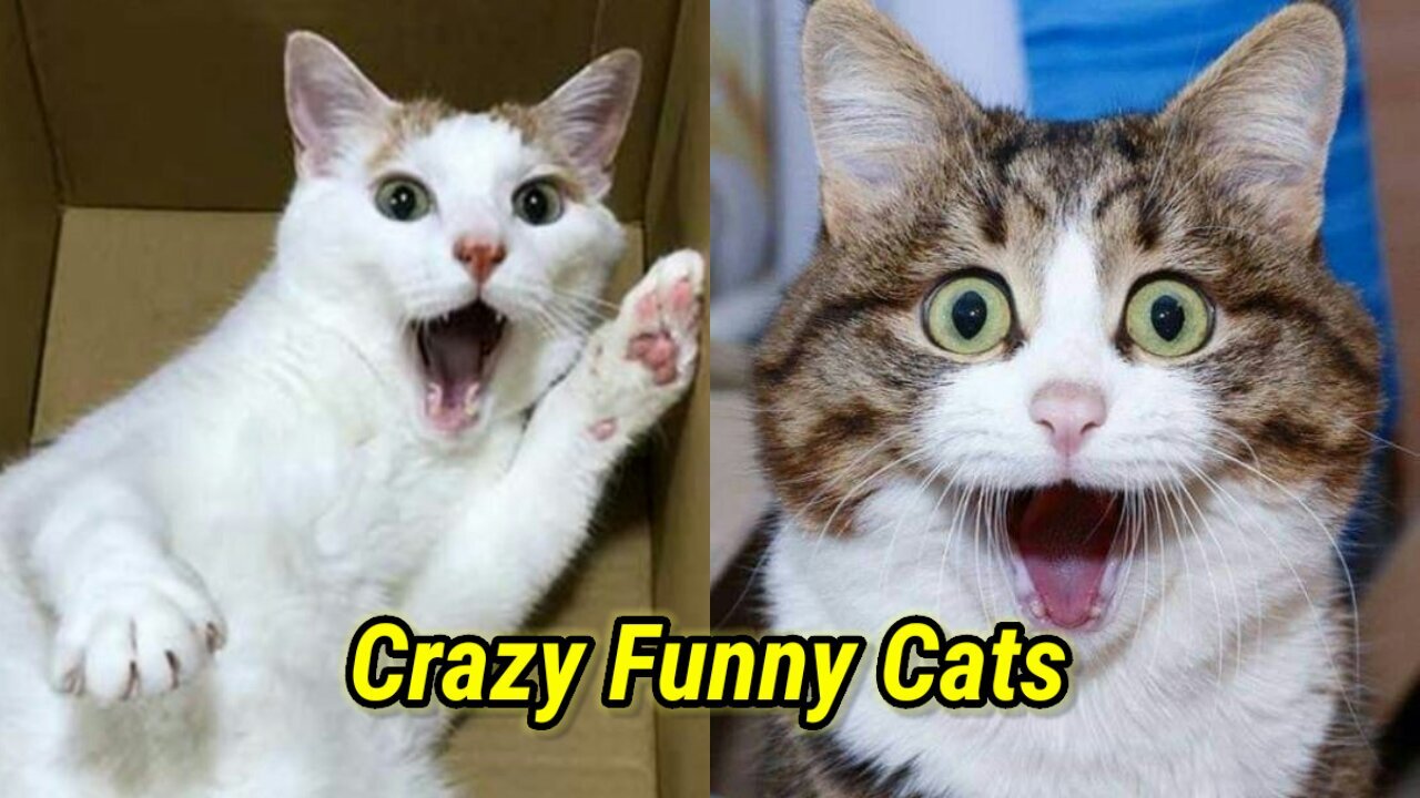 Best Funny Cat Reaction, Can't Stop Laughing