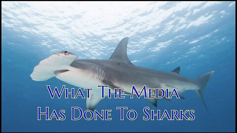 What The Media Has Done To Sharks