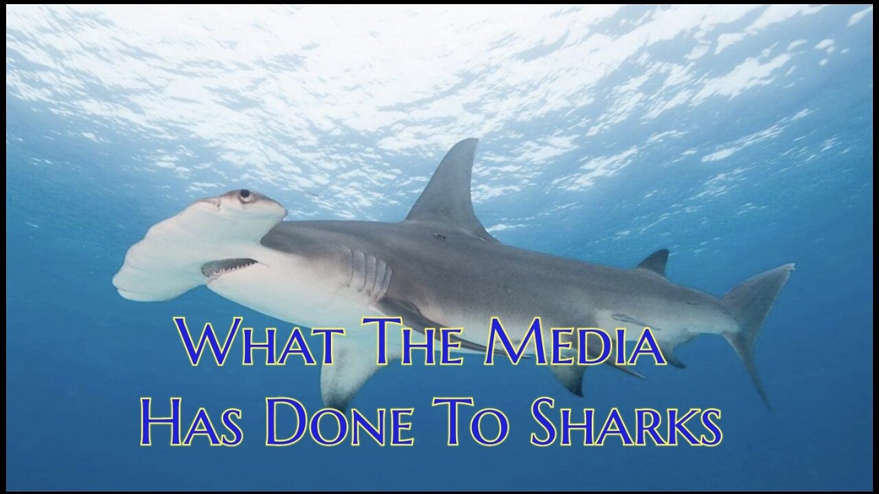 What The Media Has Done To Sharks