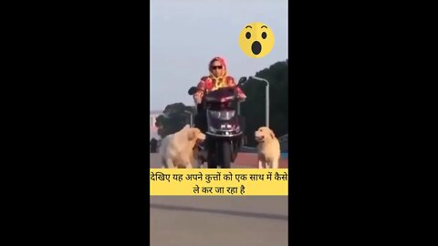 देखिए यह अपने कुत्तों को एक साथ में कैसे ले कर जा रहा है😱Funny Animals