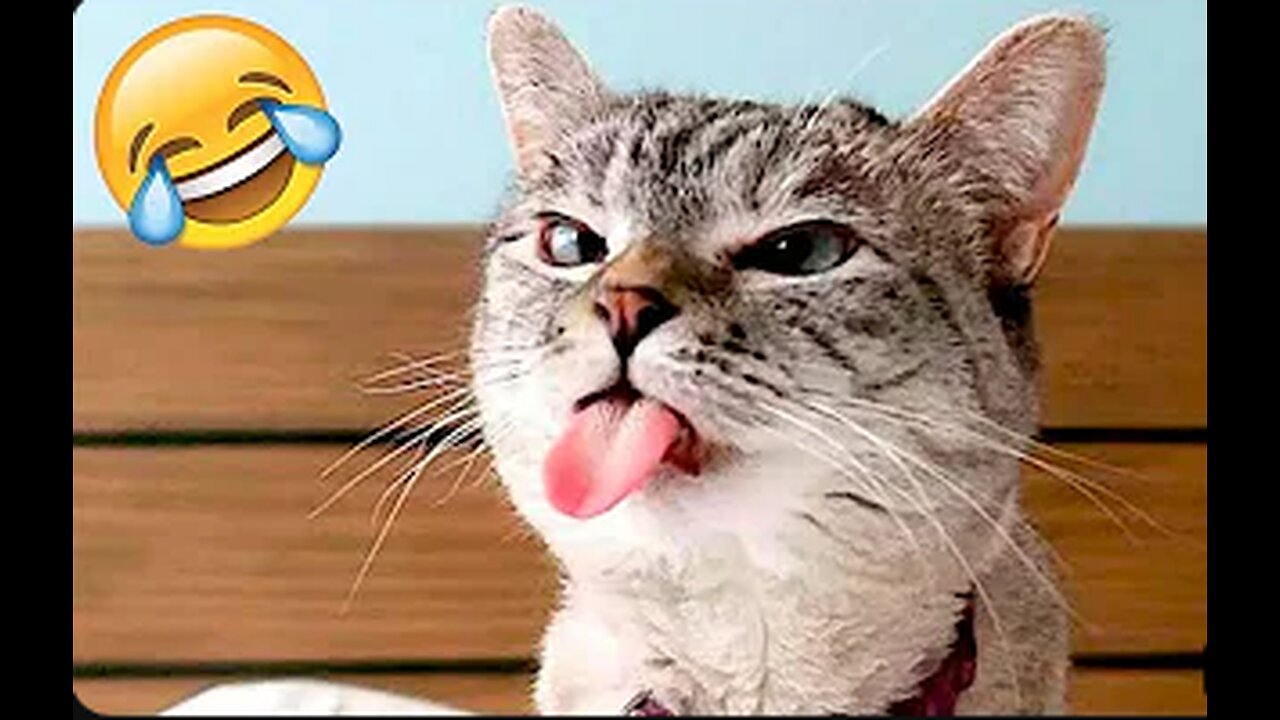 Funny Animal Videos 2023 π Funniest Dogs and Cats Video πΊπ