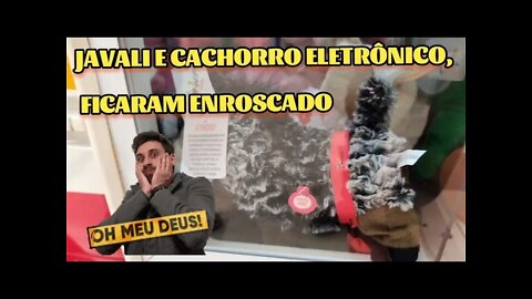 JAVALI E CACHORRO 🐶 ELETRÔNICO FICARAM PRESOS NA CAIXA 😱😱😱