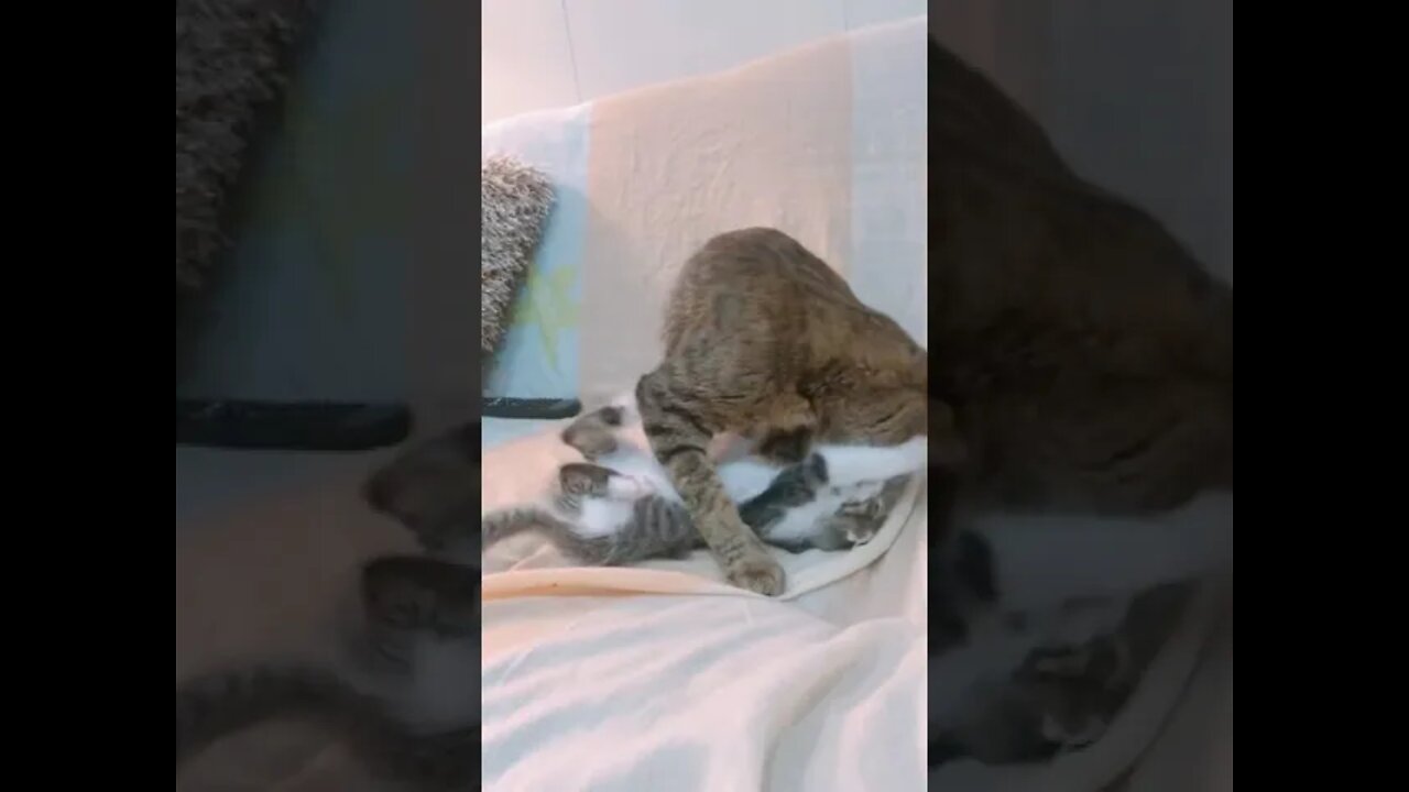 #shorts Смешные Коты Из Тик Тока 32 Funny Cats From TikTok