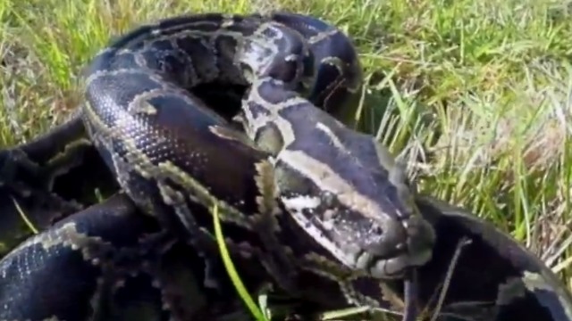 Python hunt resumes in June