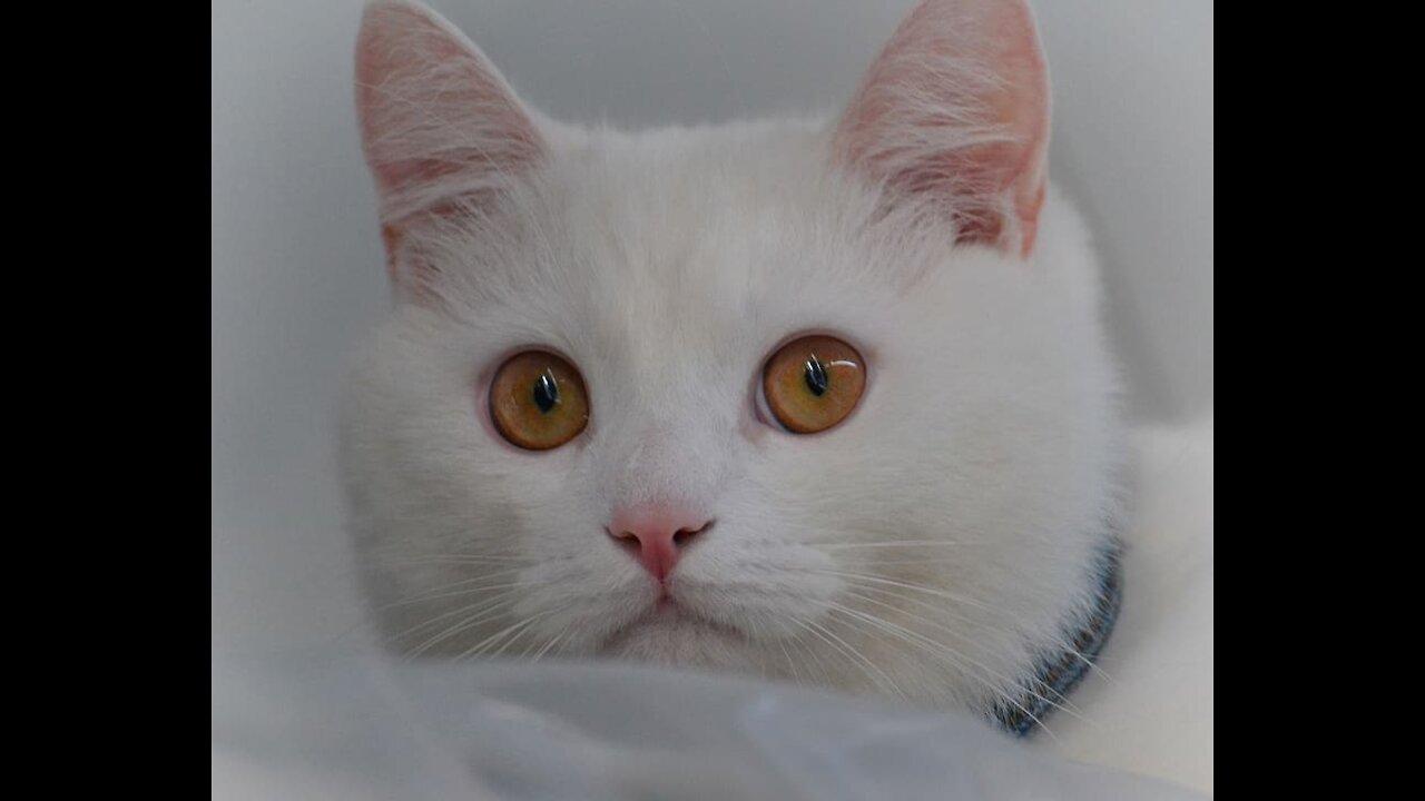 A White Cat Walking Over The Piano Keys