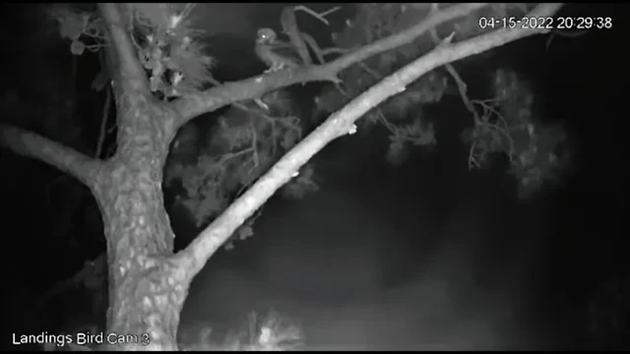 Mom Coaxes Owlet To Lower Branch 🦉 4/15/22 20:29