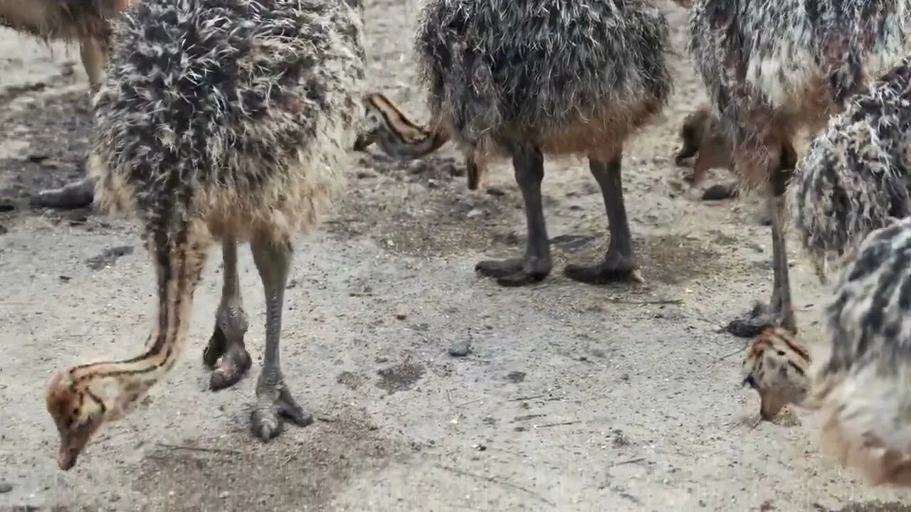 Group of young ostriches at the breeding farm. Wild animals outdoors. Ostrich farming concept