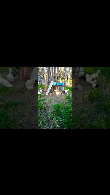 The other Ducks are interested in the Ducklings