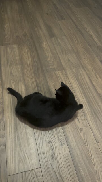 Cute cat chases his own tail!!!!