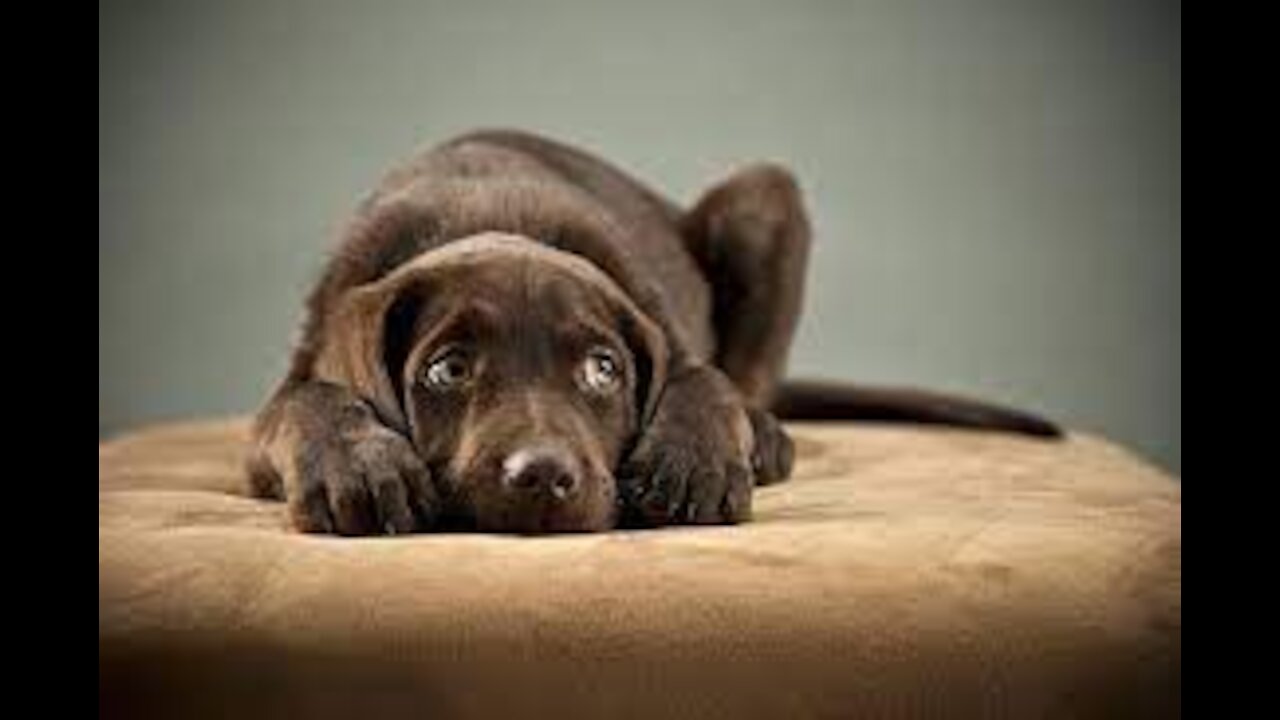 Your Dog Will Love This: Deep Separation Anxiety For Dog Relaxation Music