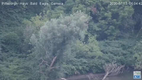 Hays Eagles Dad across the River sitting in a tree 2020 07 17 6 04AM
