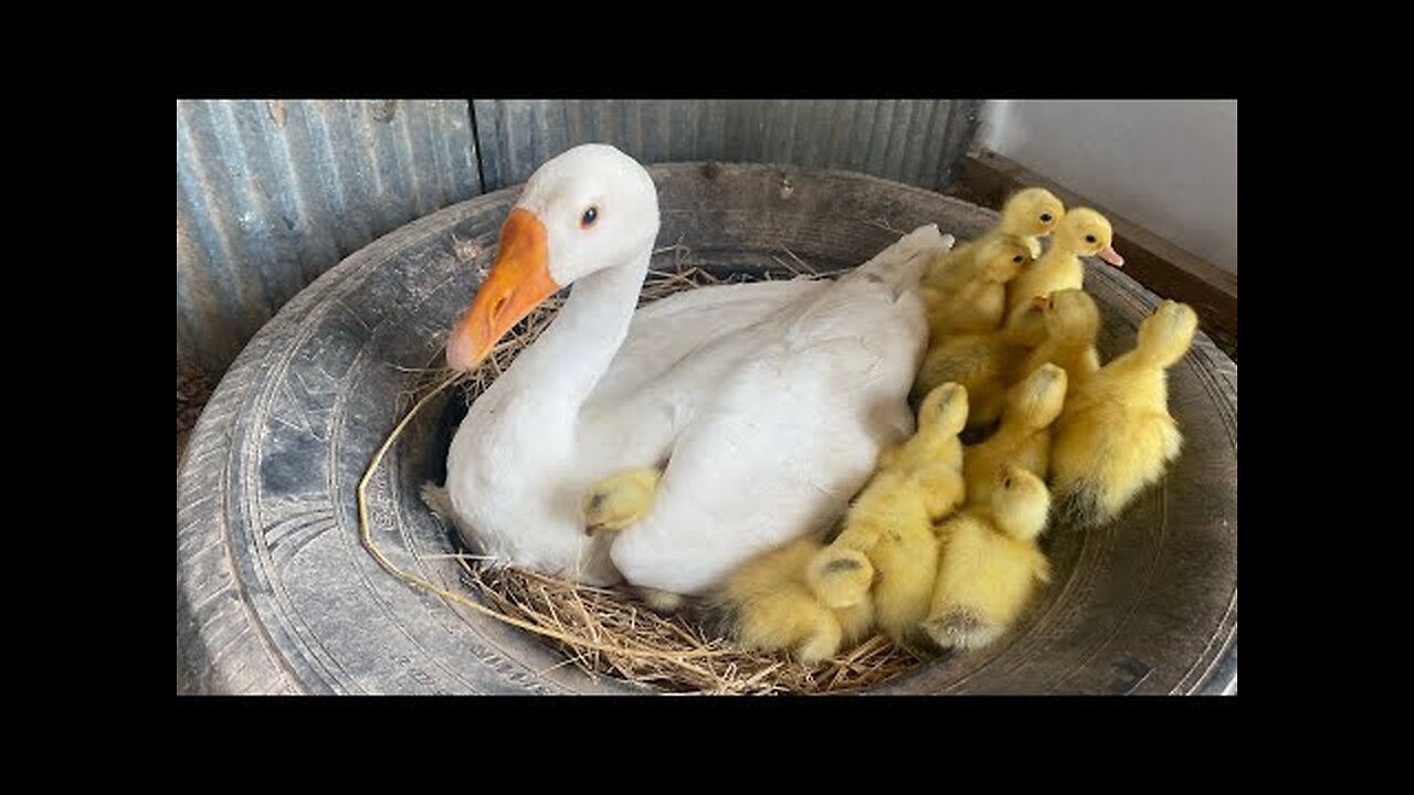 Amazing Pekin Duckling Hatching From Eggs - Nee Baby Duck Born