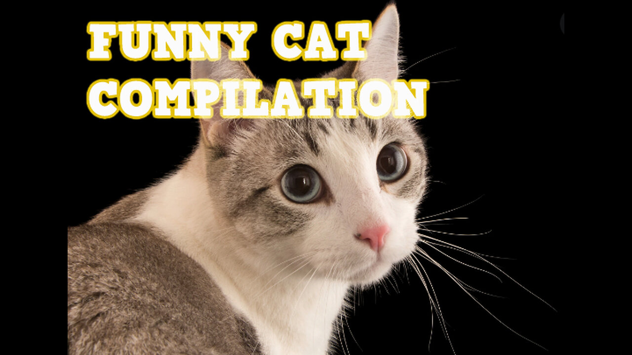 Funny Cats Video Compilation Pt. 1