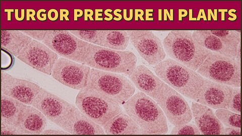 What is Turgor Pressure in Plants ?