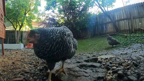 My Backyard Chickens - Episode 82