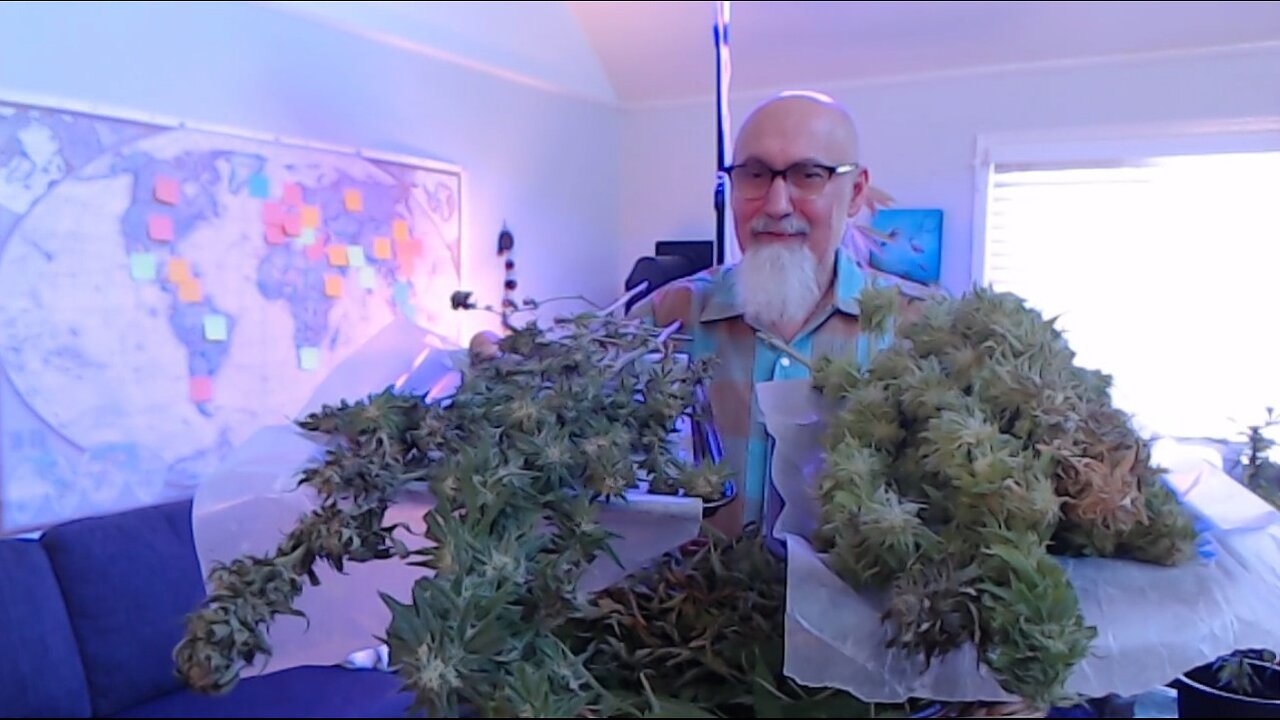 2024 Cannabis Harvest, Durban Poison and Funkdafied Strains, Open Discussion [ASMR]