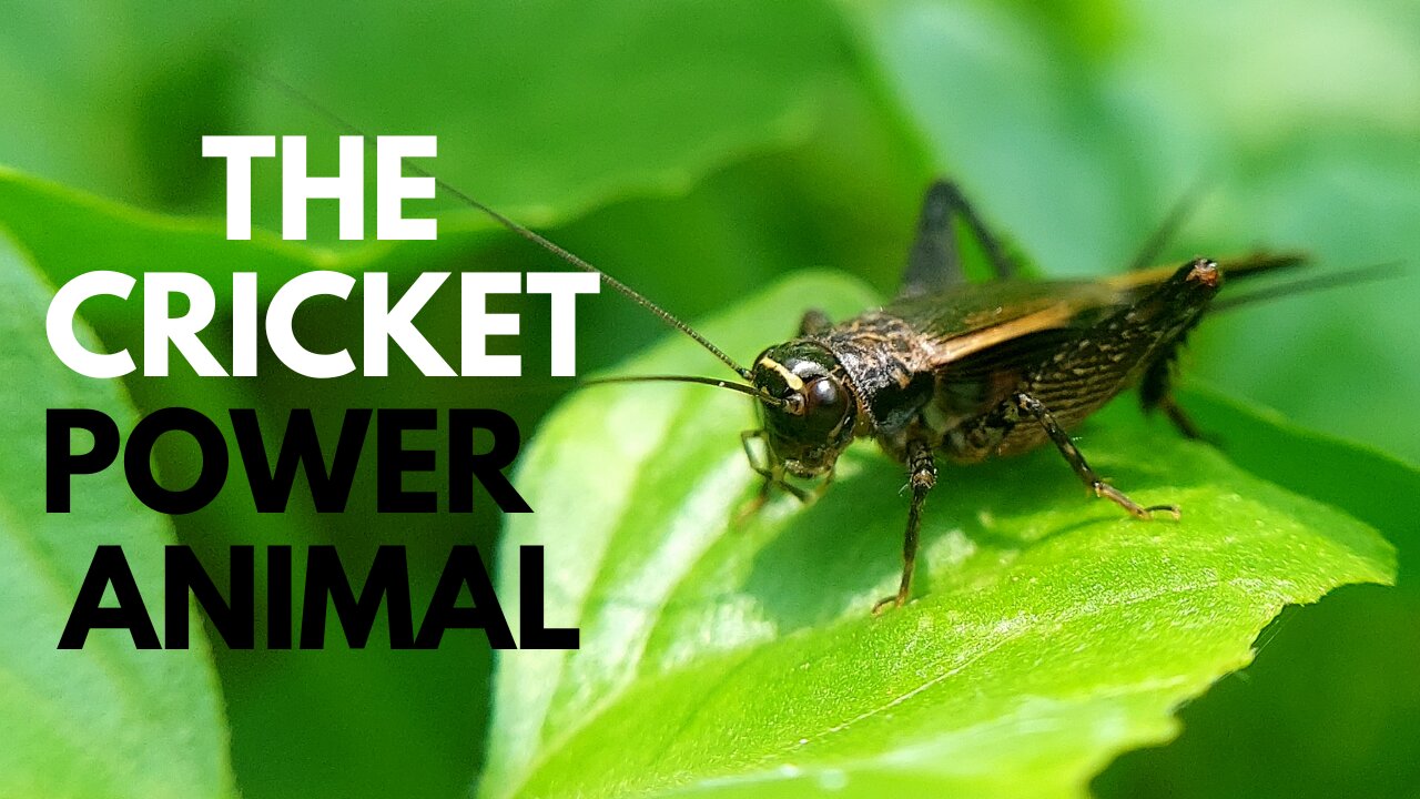 The Cricket Power Animal