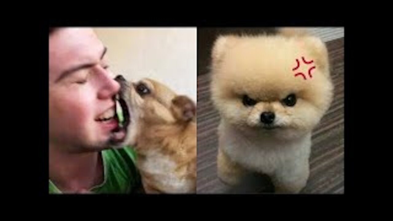 Funny Dogs And Cats of TikTok 😮 Angry Pets Videos 😱