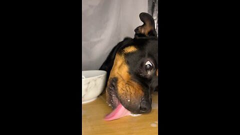 Funny dog enjoys ASMR