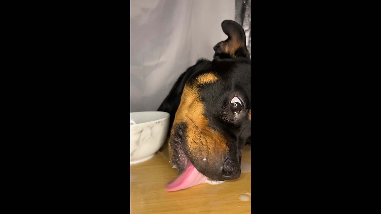 Funny dog enjoys ASMR