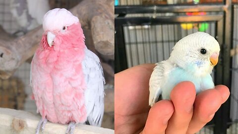 look at this parrot chick is very cute