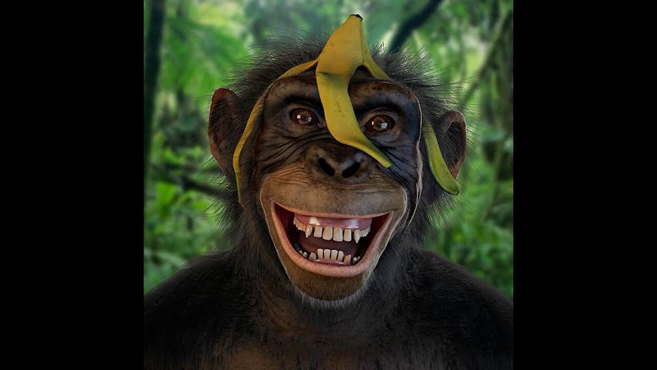 OMG... Never Seen Before Monkey Laugh Funny