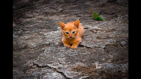 Cute cat standing