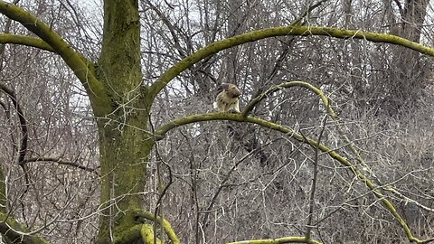 Red-Tailed Hawk?