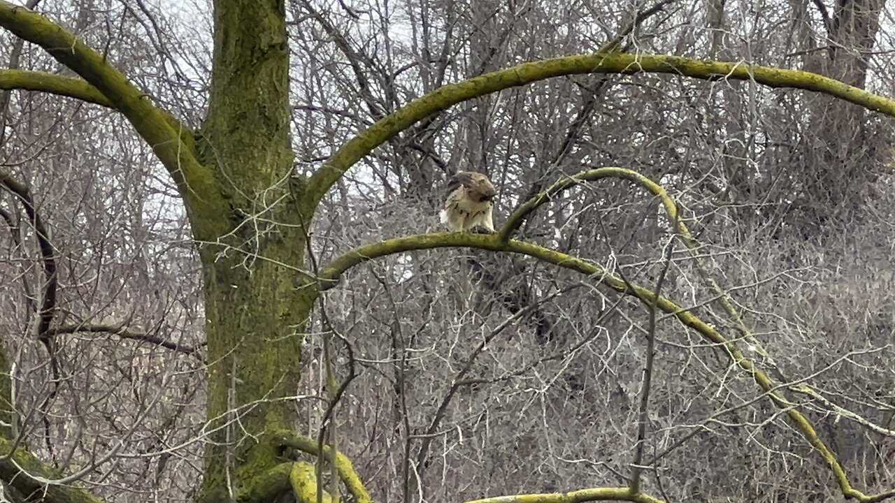 Red-Tailed Hawk?