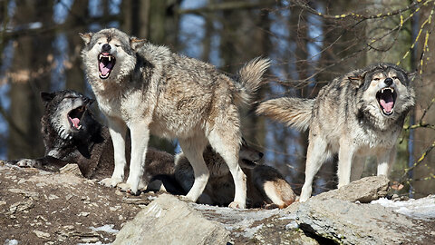 TOP 10 Dog Breeds That Look Like Wolves