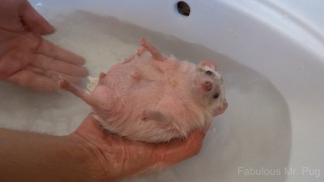 African pygmy hedgehog loves his bath