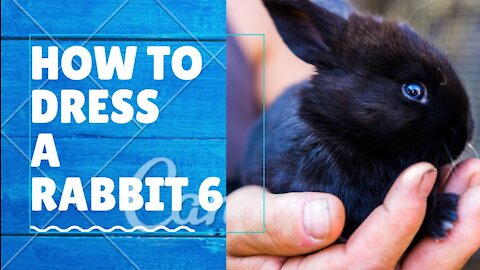 Rabbit bound for the grill 6