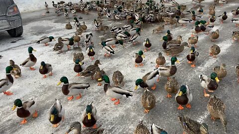 Ducks excited for some oatmeal