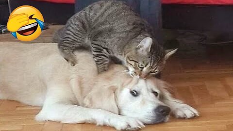New Funny Videos 2023 😍 Cutest Cats and Dogs