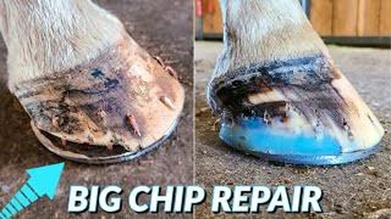 The house hoof restoration process is so oddly mesmerising to watch