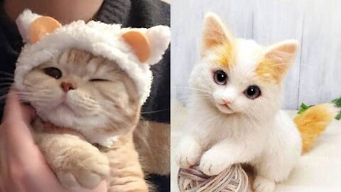 Cute😃 and so funny😂 video all ..|| all animals are here..