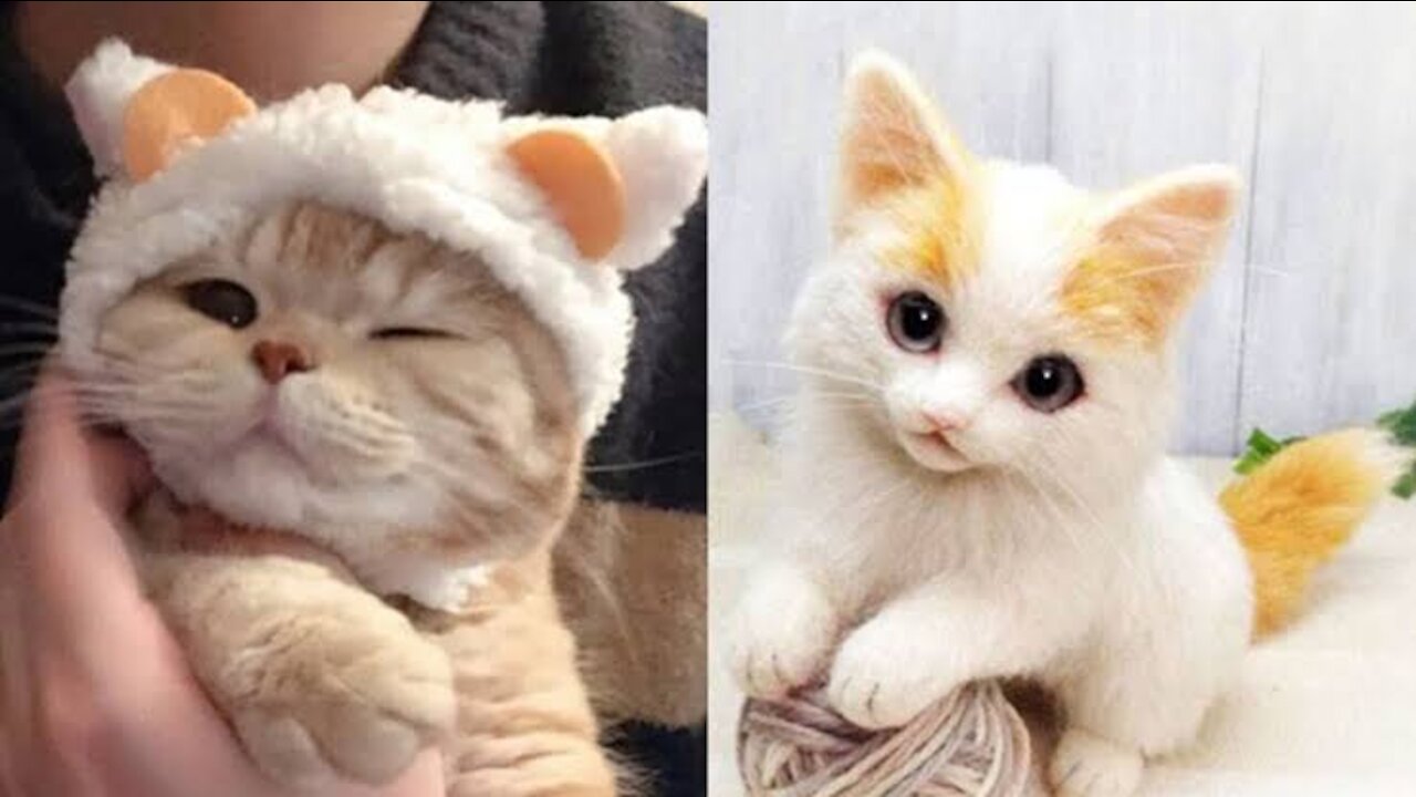 Cute😃 and so funny😂 video all ..|| all animals are here..