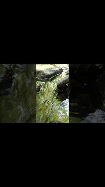 LoFi ASMR | Nature Sounds | Water