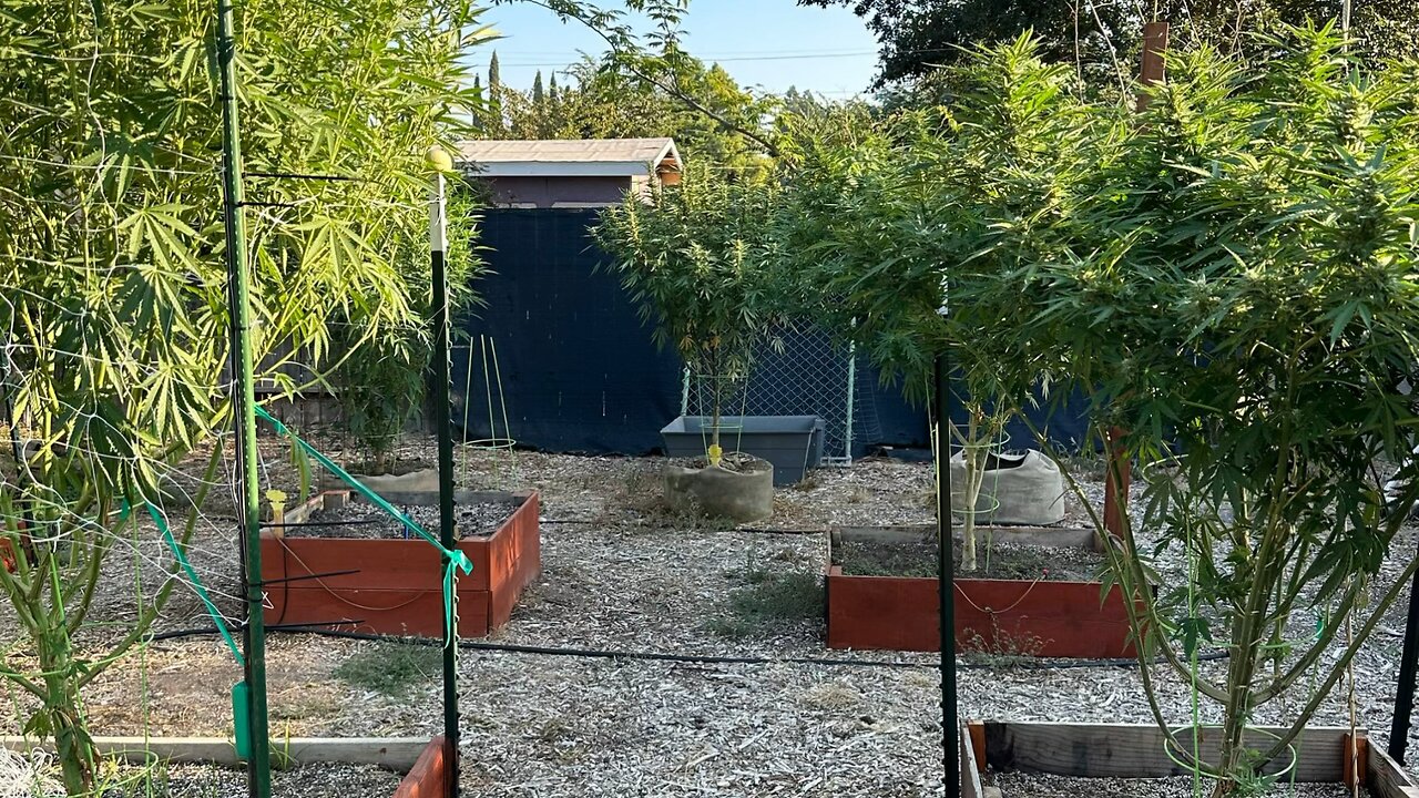 Garden Aug 28 2023
